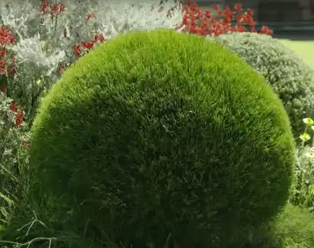 Casuarina glauca 'Green Wave'