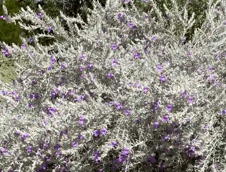 Eremophila nivea (Silky Emu Bush)