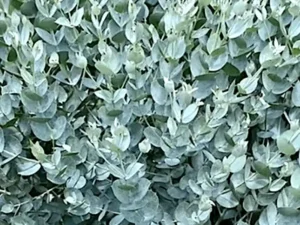 Eucalyptus albida (White-Leaved Mallee) foliage