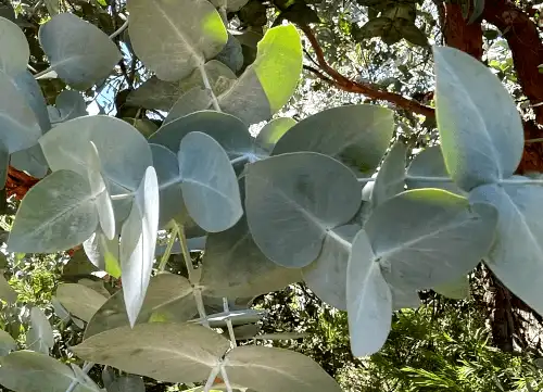 Eucalyptus cinerea (Silver Dollar Gum) foliage