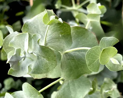 Eucalyptus cinerea (Silver Dollar Gum) foliage