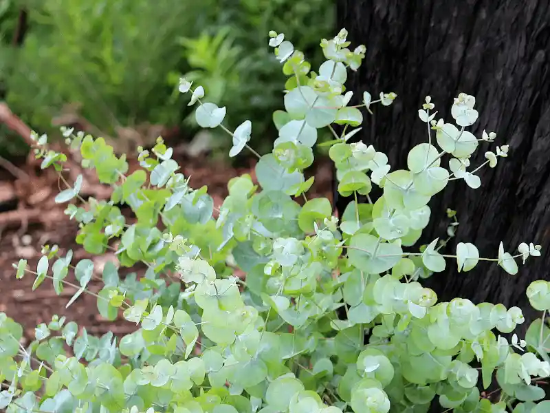 Eucalyptus cinerea (Silver Dollar Gum) juvenile foliage