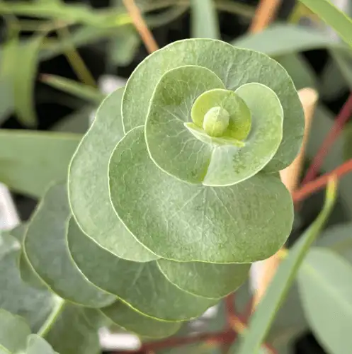 Eucalyptus cinerea (Silver Dollar Gum) juvenile foliage