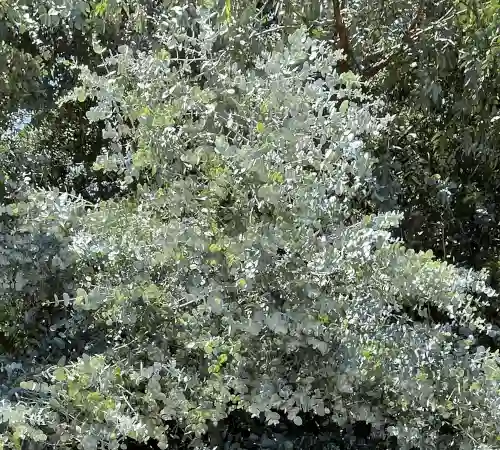 Eucalyptus cinerea (Silver Dollar Gum) lush growth