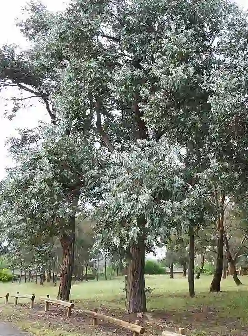 Eucalyptus cinerea (Silver Dollar Gum) mature tree form
