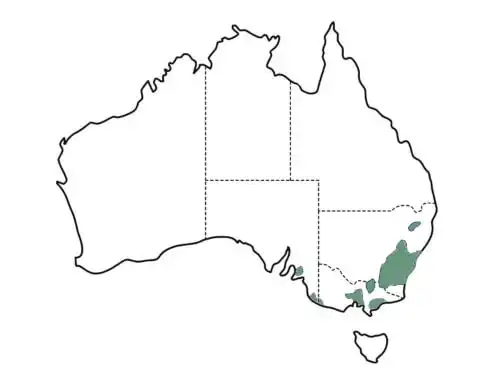 Eucalyptus cinerea main distribution