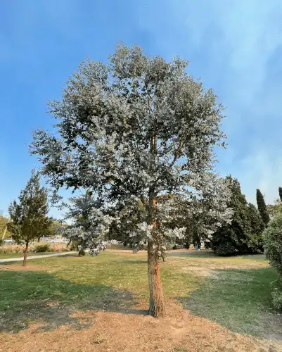 Eucalyptus cinerea (Silver Dollar Gum) tree form