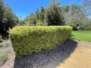 Fast-growing Australian native hedge plants