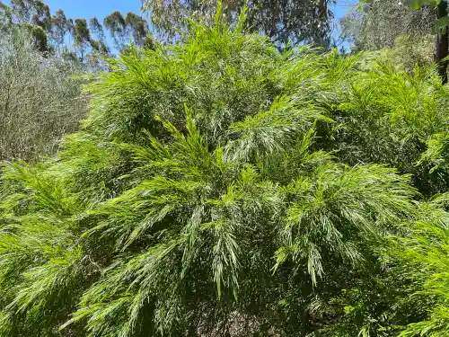 Leptospermum brachyandrum