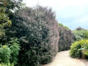 Australian native hedge plants