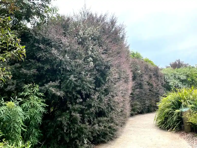 Australian native hedge plants