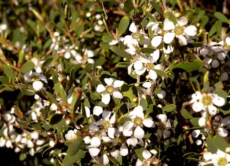 Fast-growing Australian Native Hedge Plants: 47 Picks For A Sensational ...