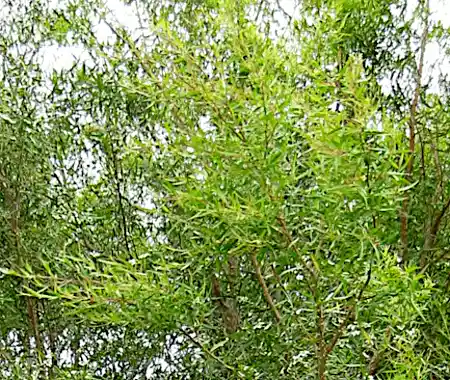 Leptospermum petersonii (Lemon-scented Tea tree) foliage