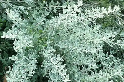 Rhagodia spinescens (Spiny Saltbush)