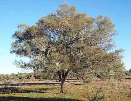 Acacia aneura (Mulga Wattle)