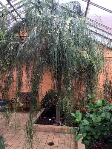 Acacia stenophylla (River Cooba)