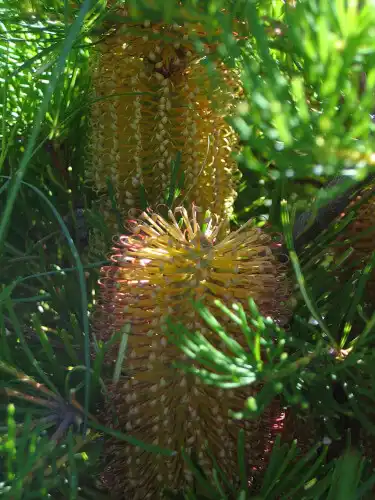 Banksia 'Bird Song'