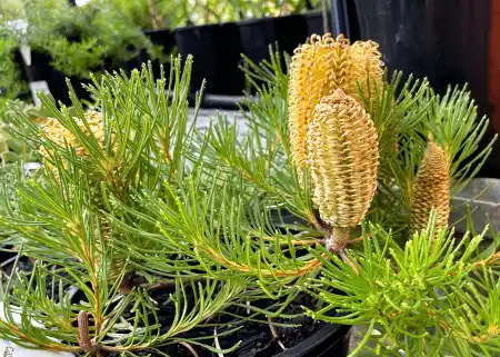 Banksia 'Birthday Candles'