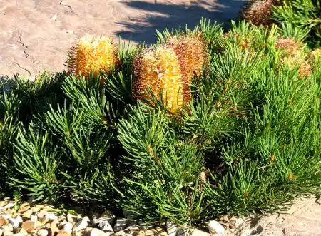 Banksia 'Birthday Candles'