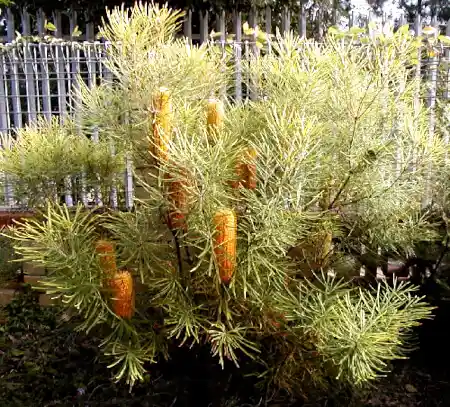 Banksia 'Carnarvon Gold'