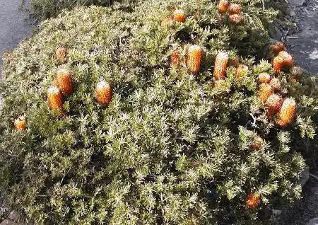 Banksia 'Coastal Cushion'