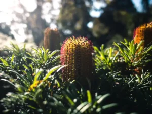 Banksia spinulosa (Hairpin Banksia)