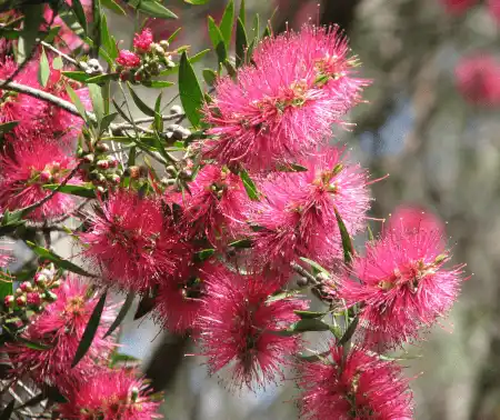 Callistemon 'Eureka'