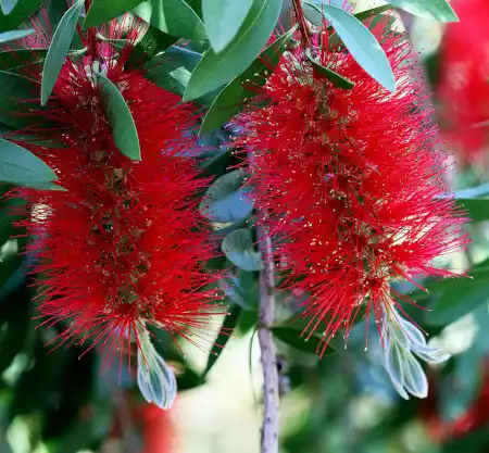 Callistemon citrinus (Crimson Bottlebrush)