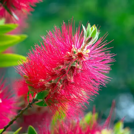 Callistemon citrinus (Scarlet Bottlebrush) blossom