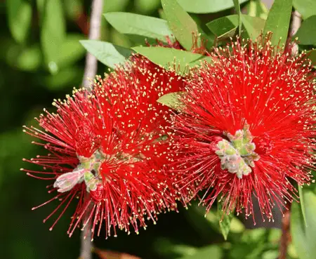 Callistemon citrinus (Scarlet Bottlebrush) flowers
