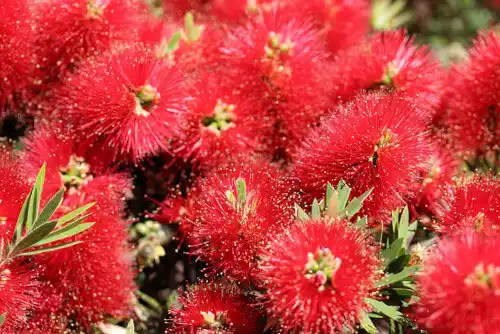 Callistemon citrinus (Scarlet Bottlebrush) profuse blooms