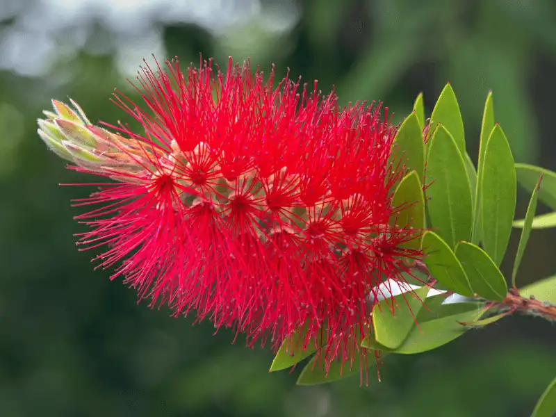 Callistemon citrinus (Scarlet Bottlebrush)