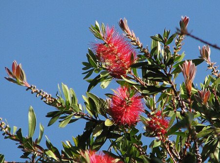 Callistemon citrinus 'Splendens'