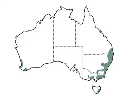 Callistemon citrinus main distribution