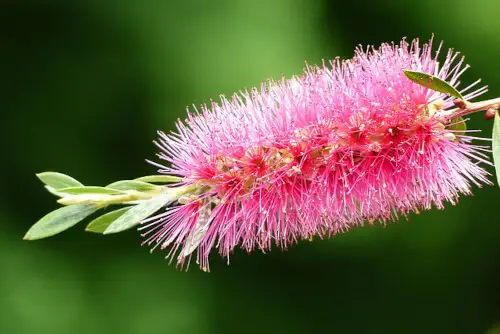 Callistemon salignus 'Perth Pink'