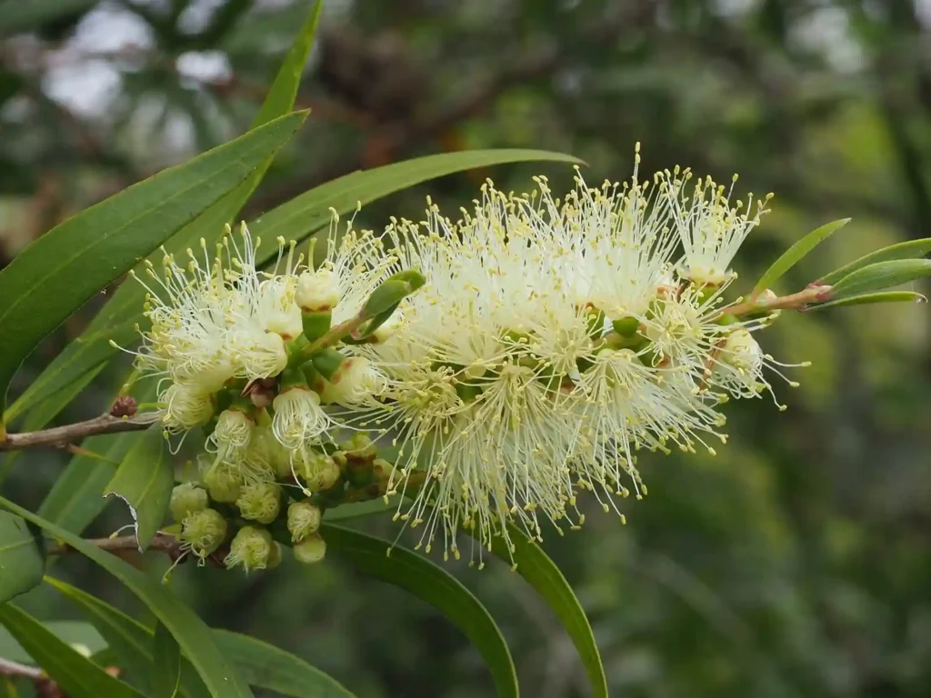 Callistemon salignus (Willow Bottlebrush) flower