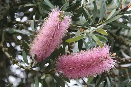 Callistemon salignus (Willow Bottlebrush) flowers