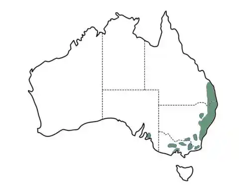 Callistemon salignus (Willow Bottlebrush) main distribution