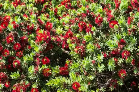 Callistemon viminalis 'Green John'