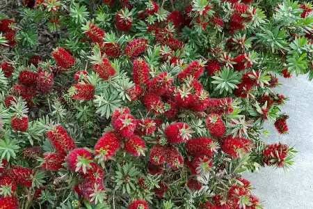 Callistemon viminalis (Little John)