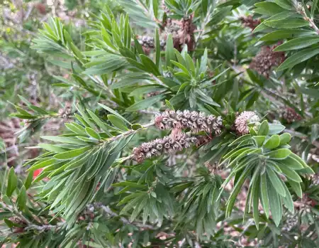 Callistemon viminalis 'Little John' foliage