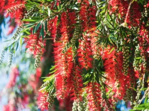 Callistemon viminalis (Weeping Bottlebrush) blossoms