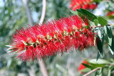 Callistemon viminalis (Weeping Bottlebrush) flower