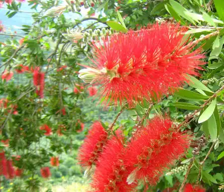 Callistemon viminalis (weeping bottlebrush) flowers