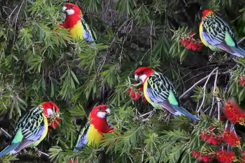 Callitemon and Eastern Rosella