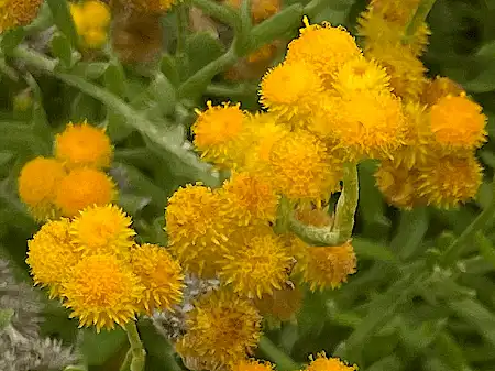 Chrysocephalum apiculatum (Common Everlasting) blooms