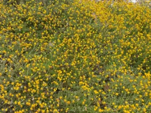 Top 10 native Australian plants