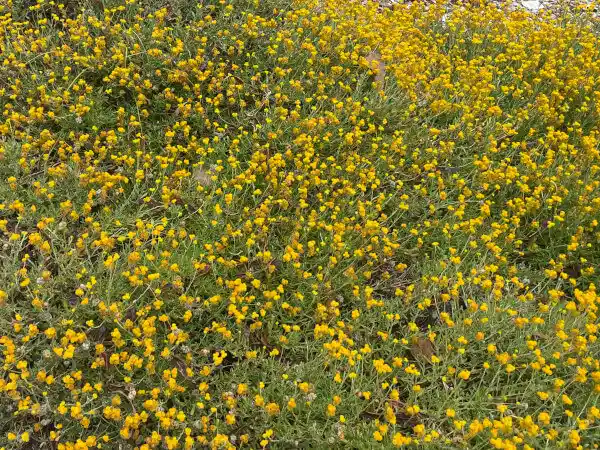 Top 10 native Australian plants