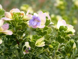 planting natives in clay soil