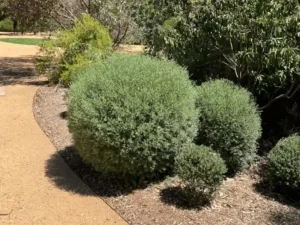 Australian native garden ideas
